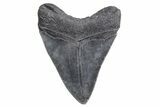 Fossil Megalodon Tooth - South Carolina #359003-1